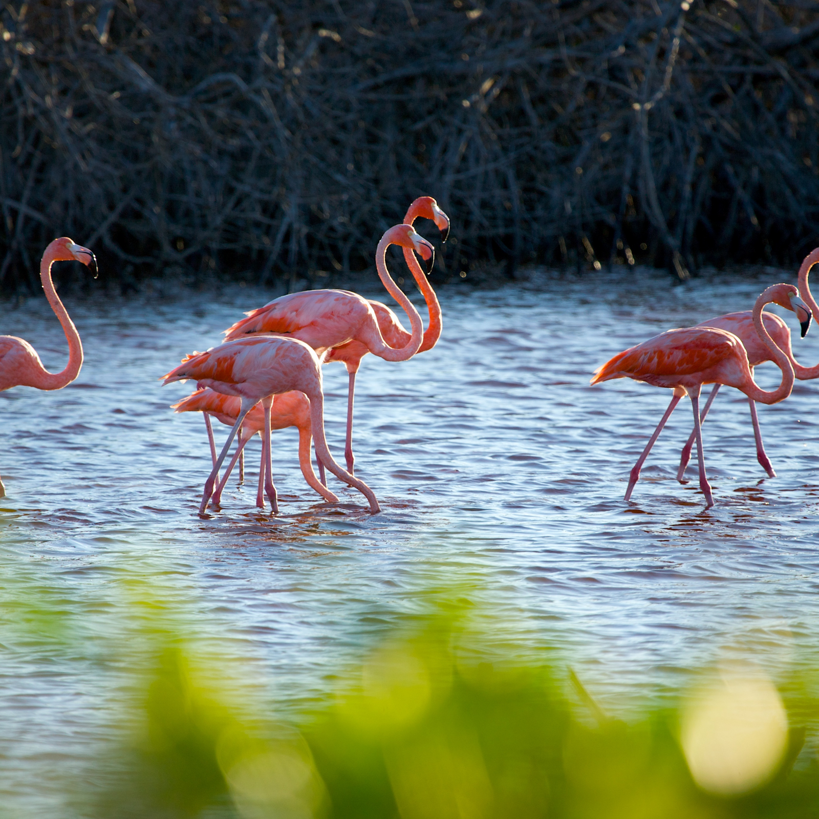 Flamingos from Around the World: Species and Their Locations