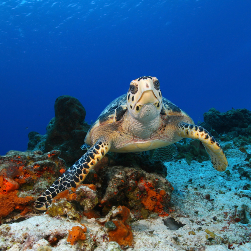 The Hawksbill Turtle